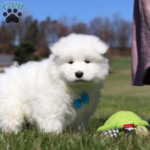 Simon, Samoyed Puppy